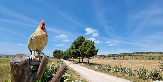 Ai piedi del GARGANO, a pochi chilometri dal mare.